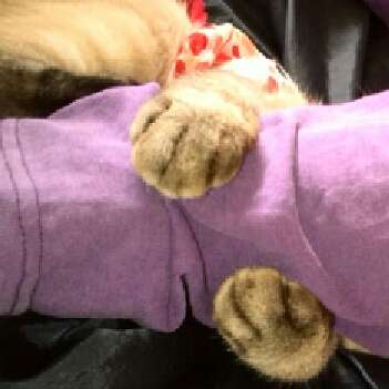 甘えてる猫の画像