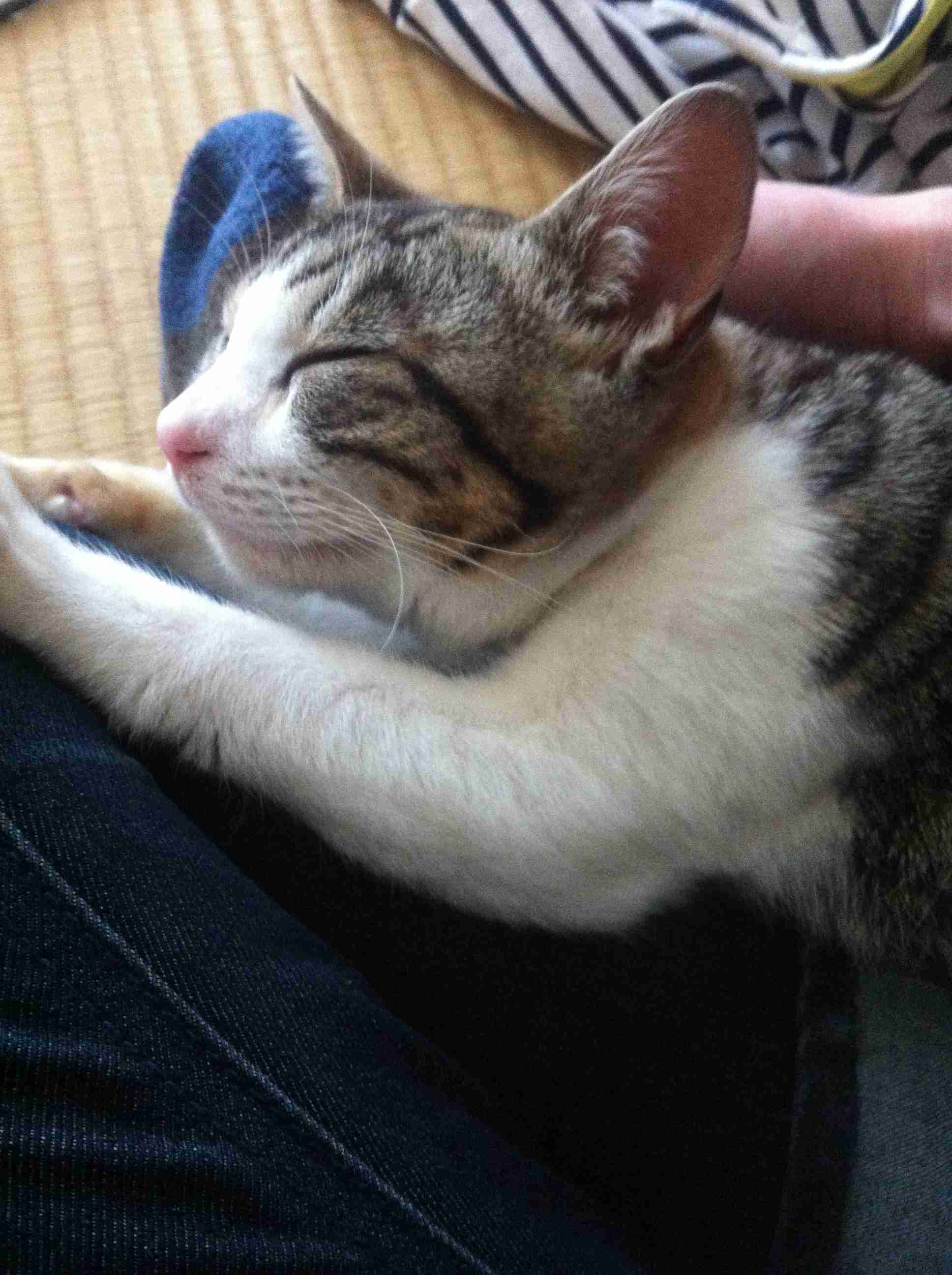 甘えてる猫の画像