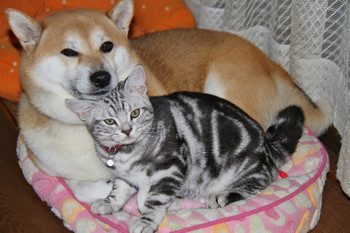 甘えてる猫の画像