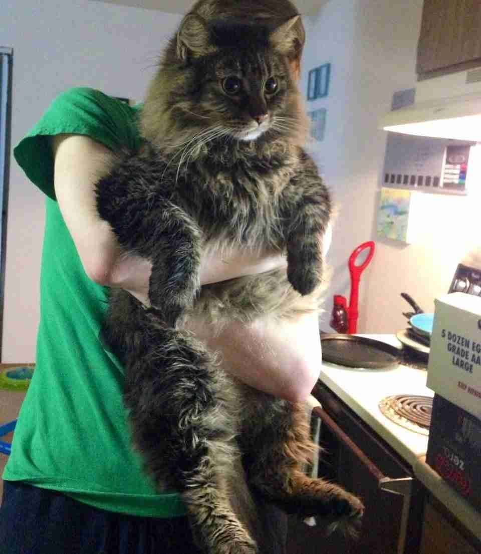 甘えてる猫の画像