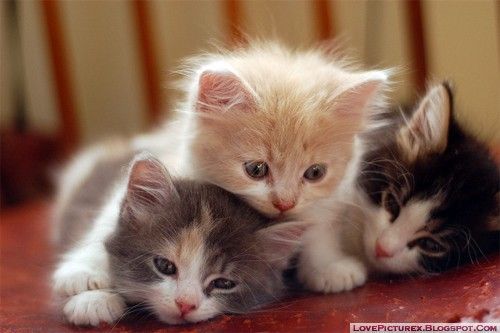 甘えてる猫の画像