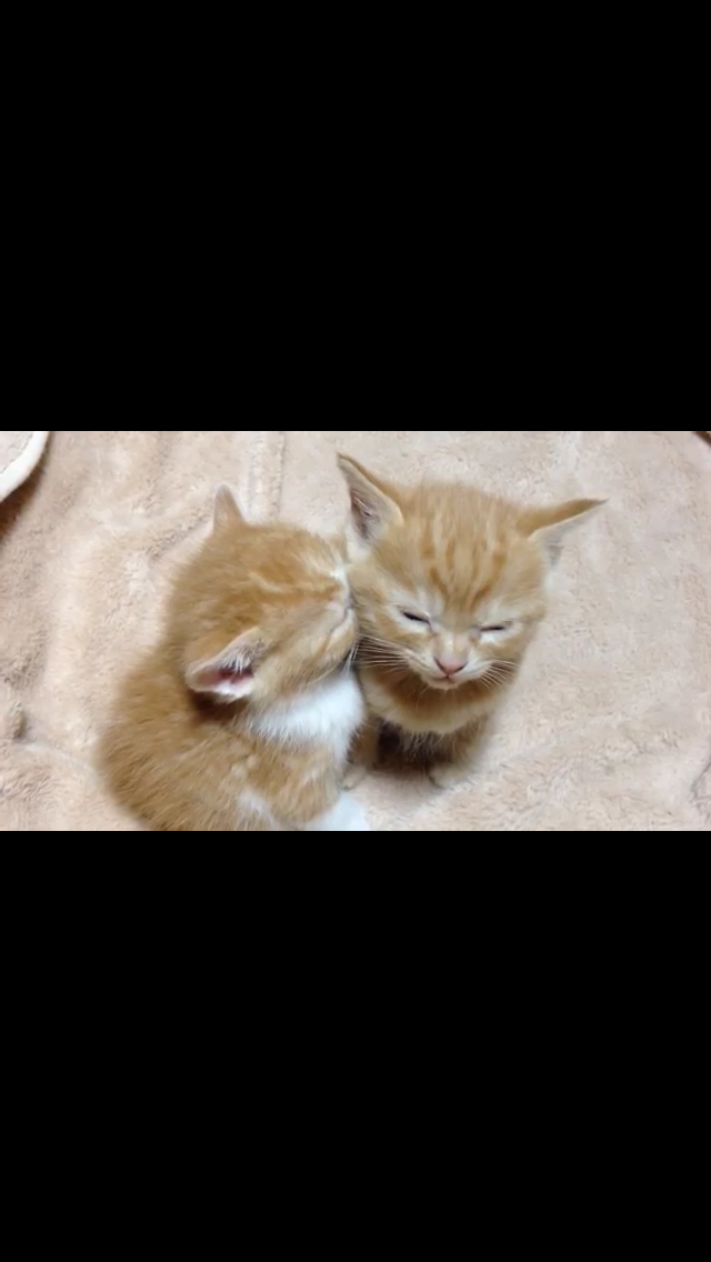 甘えてる猫の画像