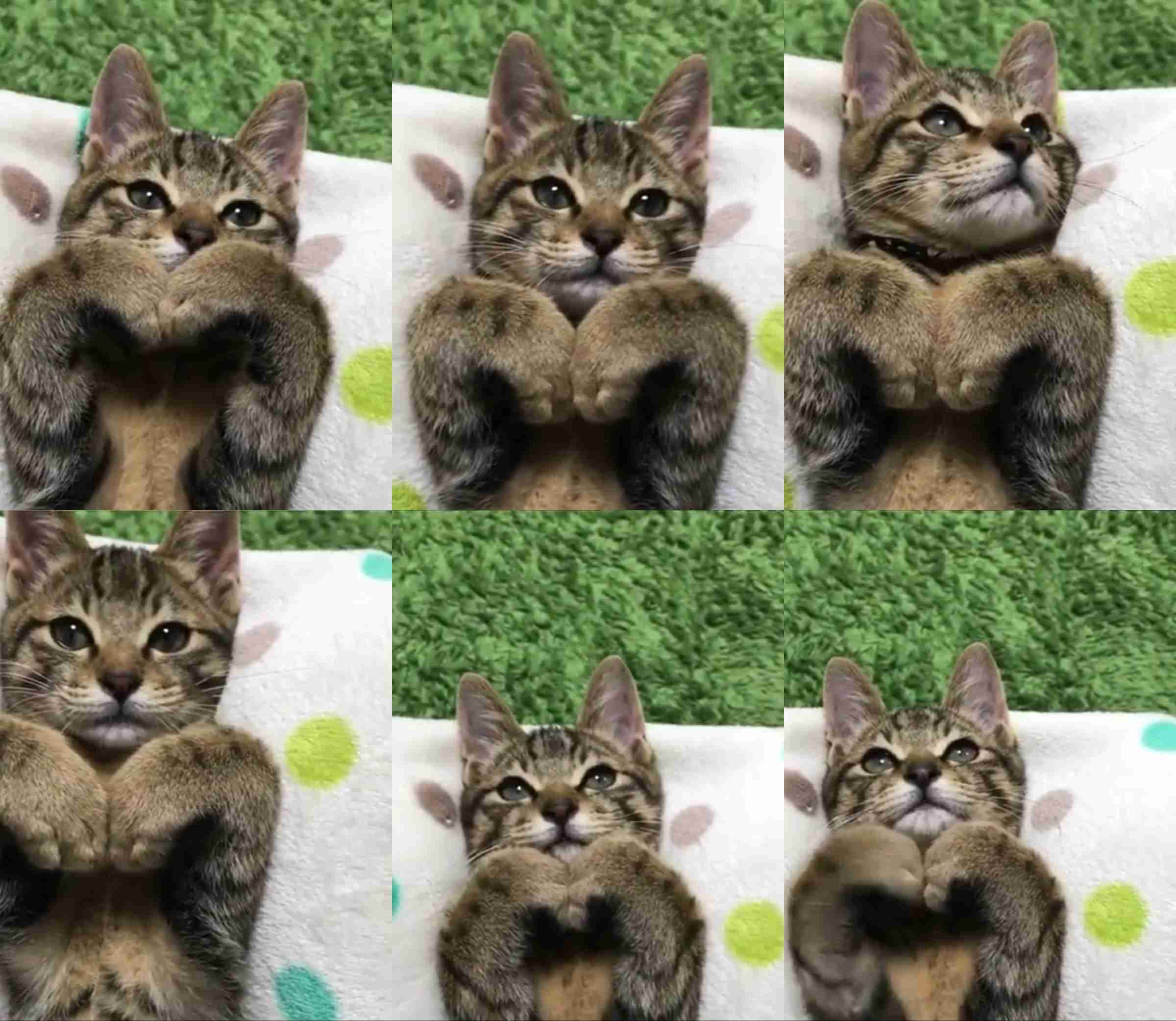 甘えてる猫の画像