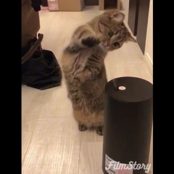 甘えてる猫の画像