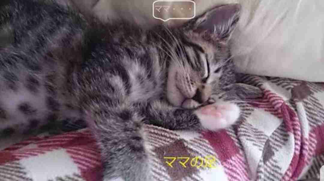 甘えてる猫の画像