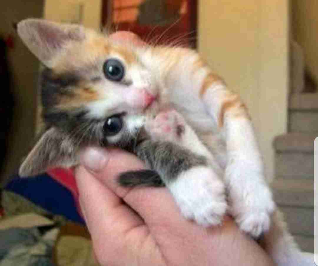 甘えてる猫の画像