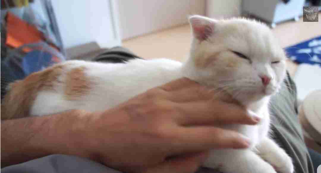 甘えてる猫の画像