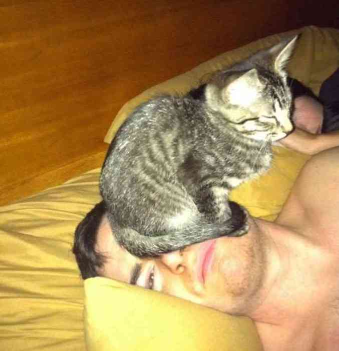 甘えてる猫の画像