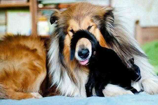 甘えてる猫の画像