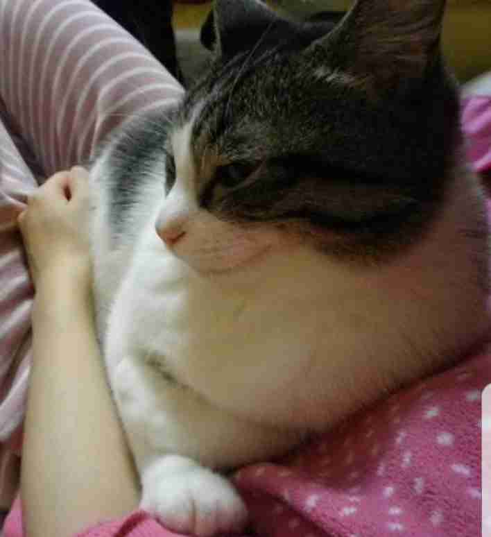 甘えてる猫の画像