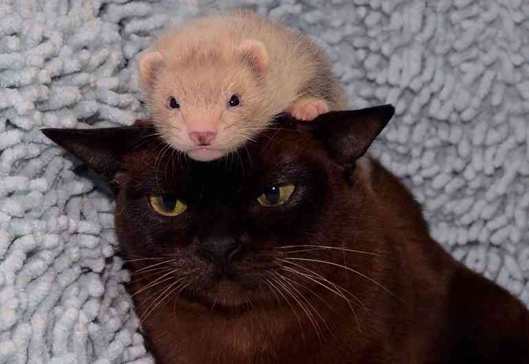 甘えてる猫の画像