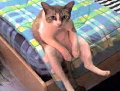 甘えてる猫の画像