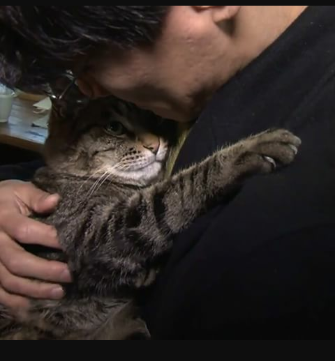 甘えてる猫の画像