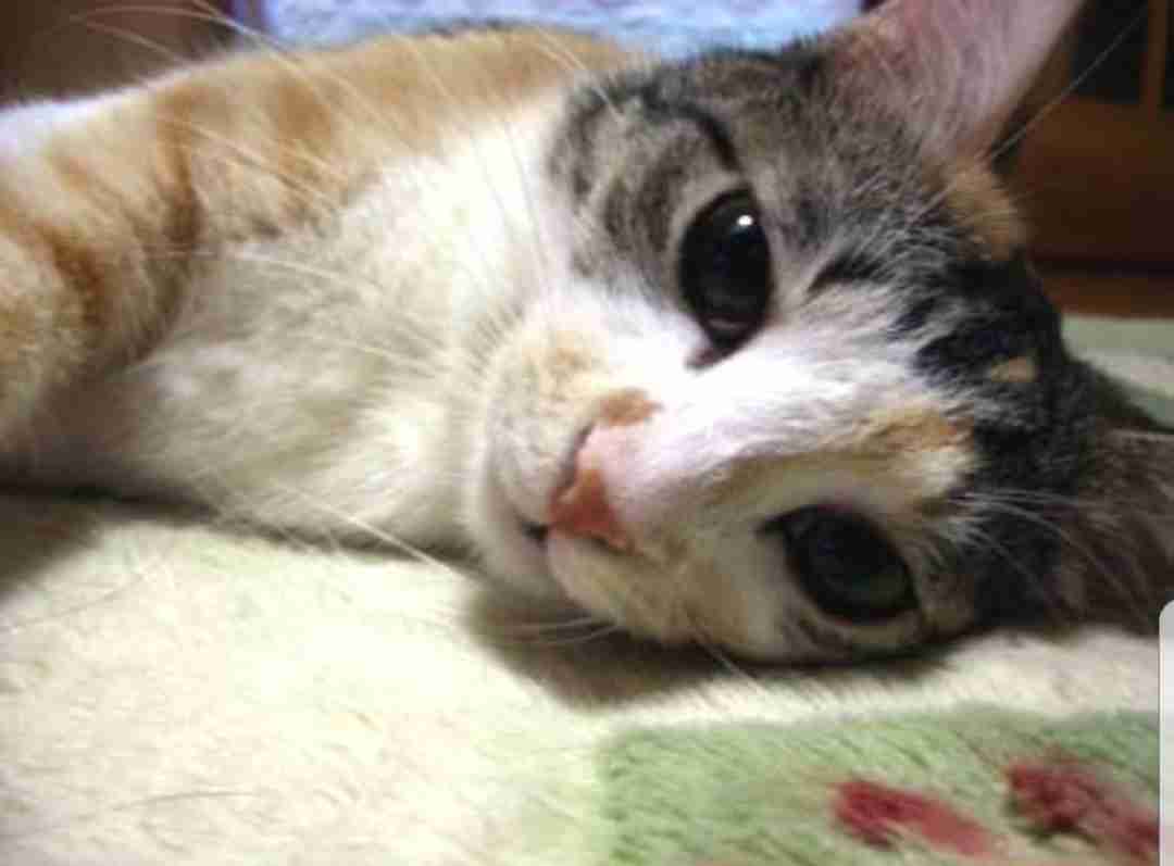 甘えてる猫の画像