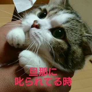甘えてる猫の画像