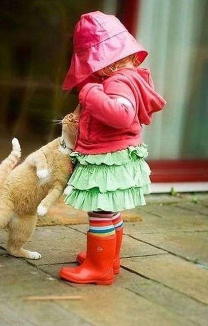 甘えてる猫の画像