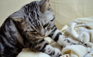 甘えてる猫の画像