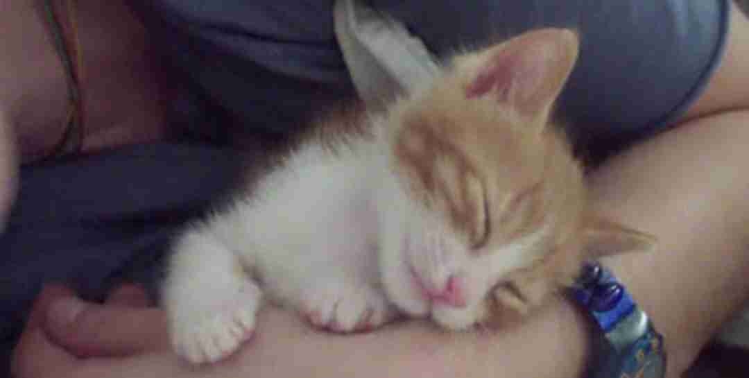 甘えてる猫の画像