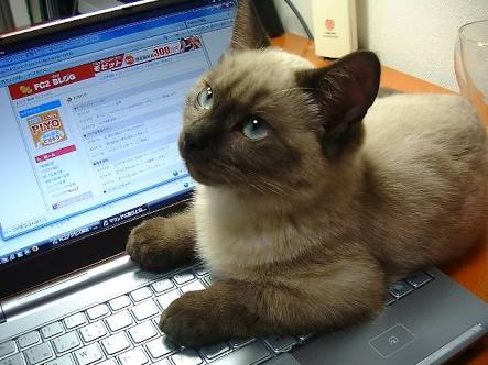 甘えてる猫の画像