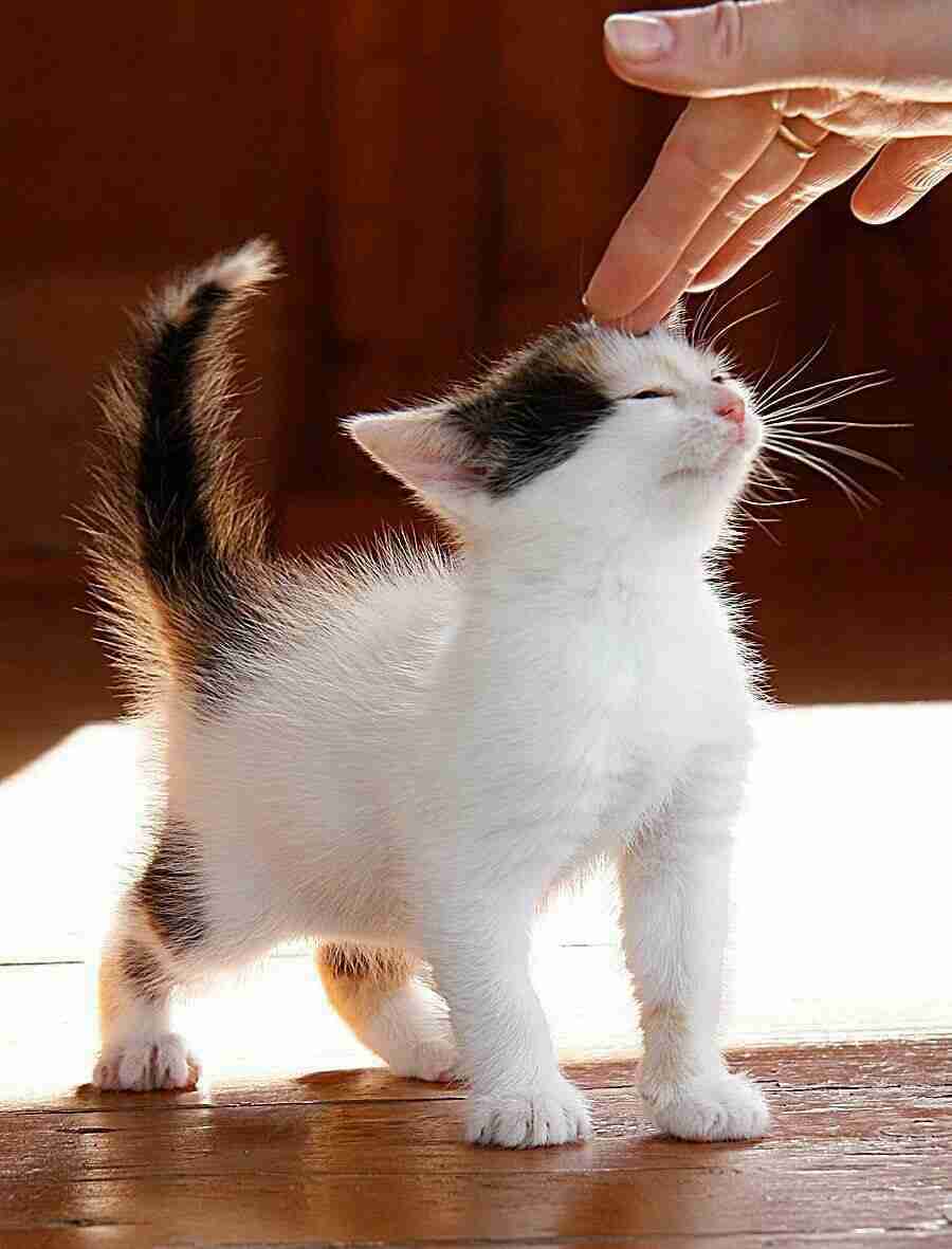 甘えてる猫の画像