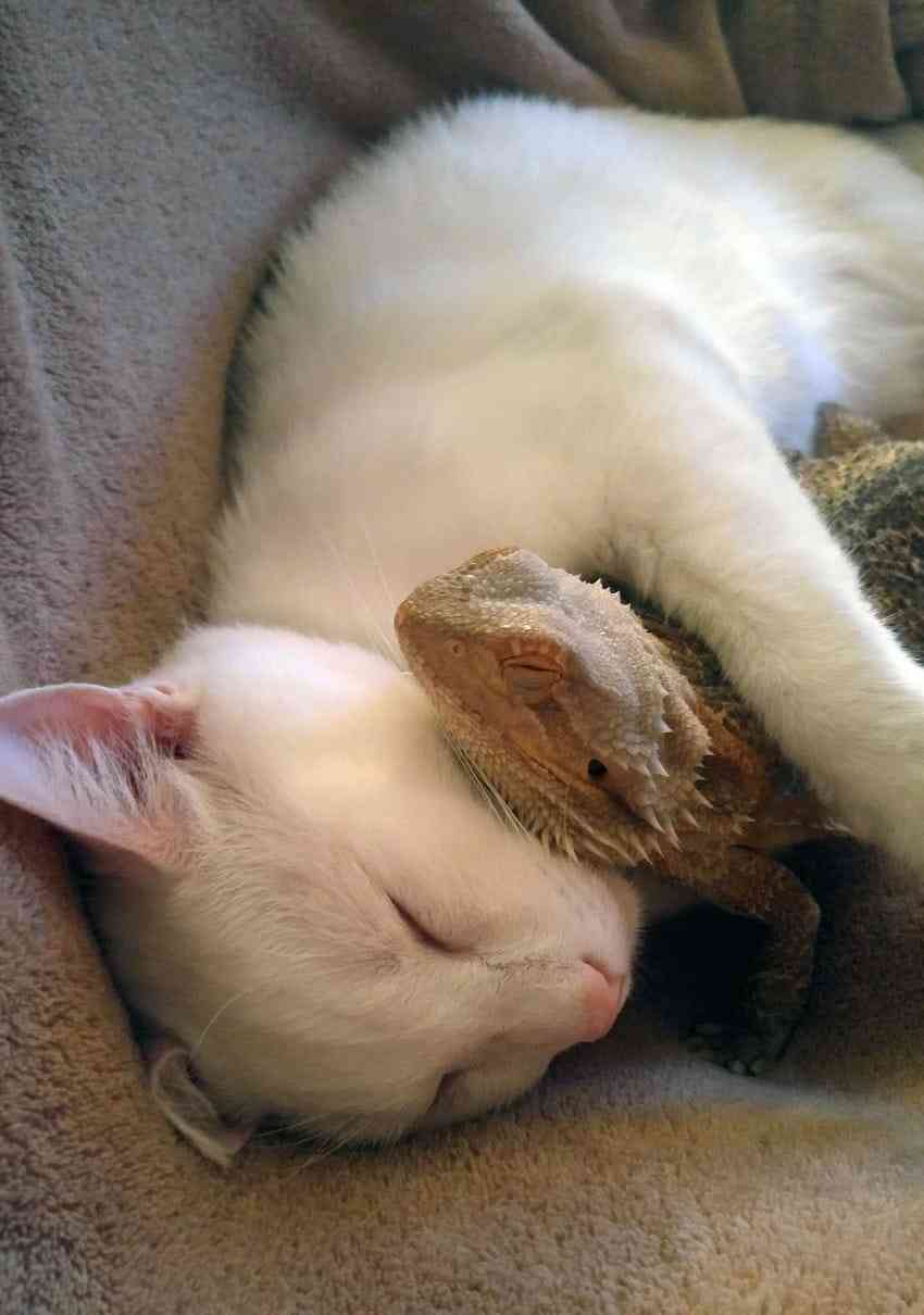 甘えてる猫の画像