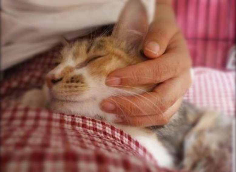 甘えてる猫の画像