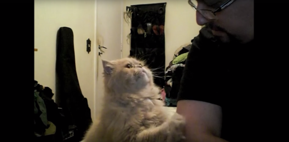 甘えてる猫の画像