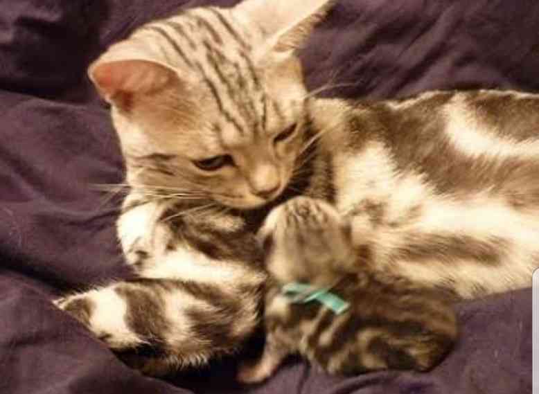 甘えてる猫の画像