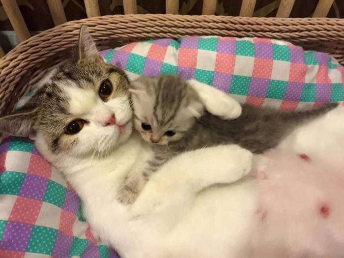 甘えてる猫の画像