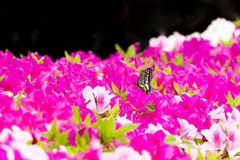 好きなお花の画像を貼るトピ