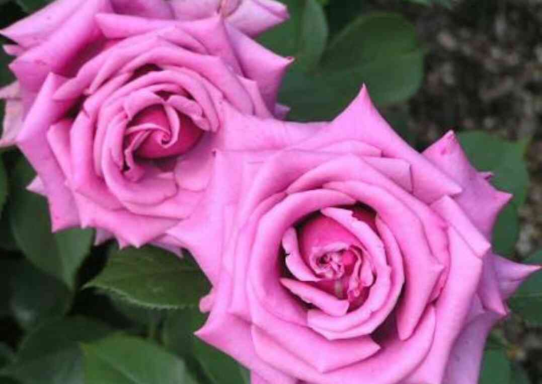 好きなお花の画像を貼るトピ