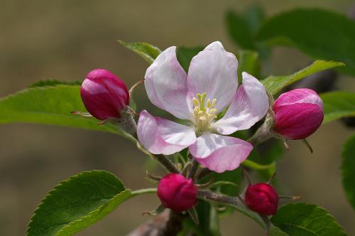 好きなお花の画像を貼るトピ