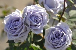 好きなお花の画像を貼るトピ