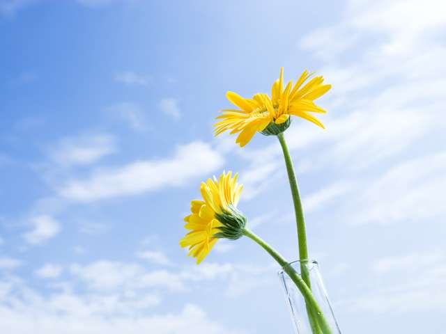 好きなお花の画像を貼るトピ