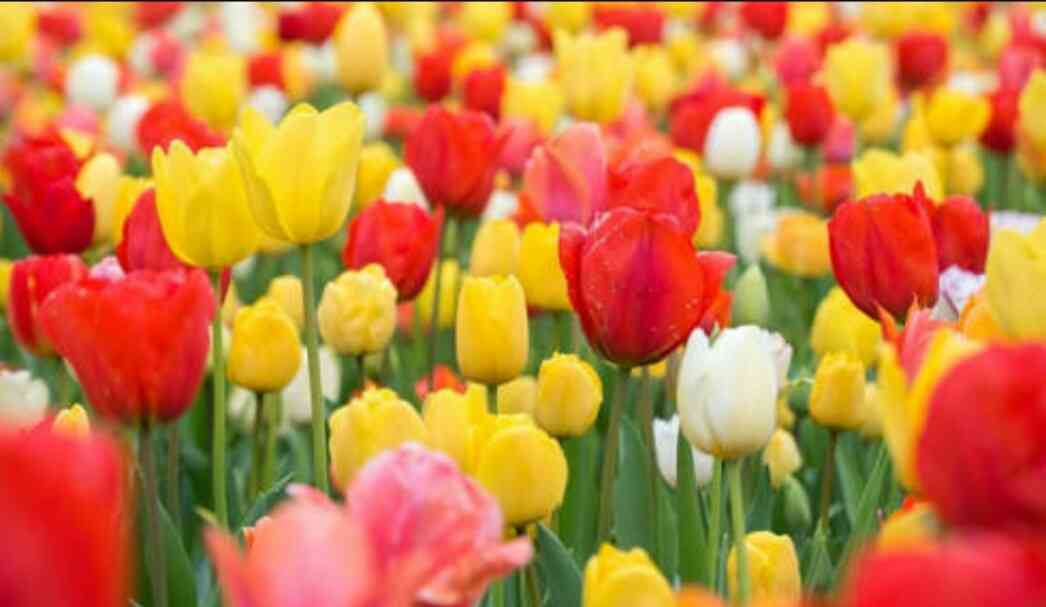 好きなお花の画像を貼るトピ