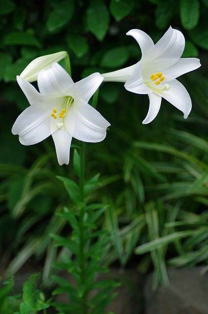 好きなお花の画像を貼るトピ