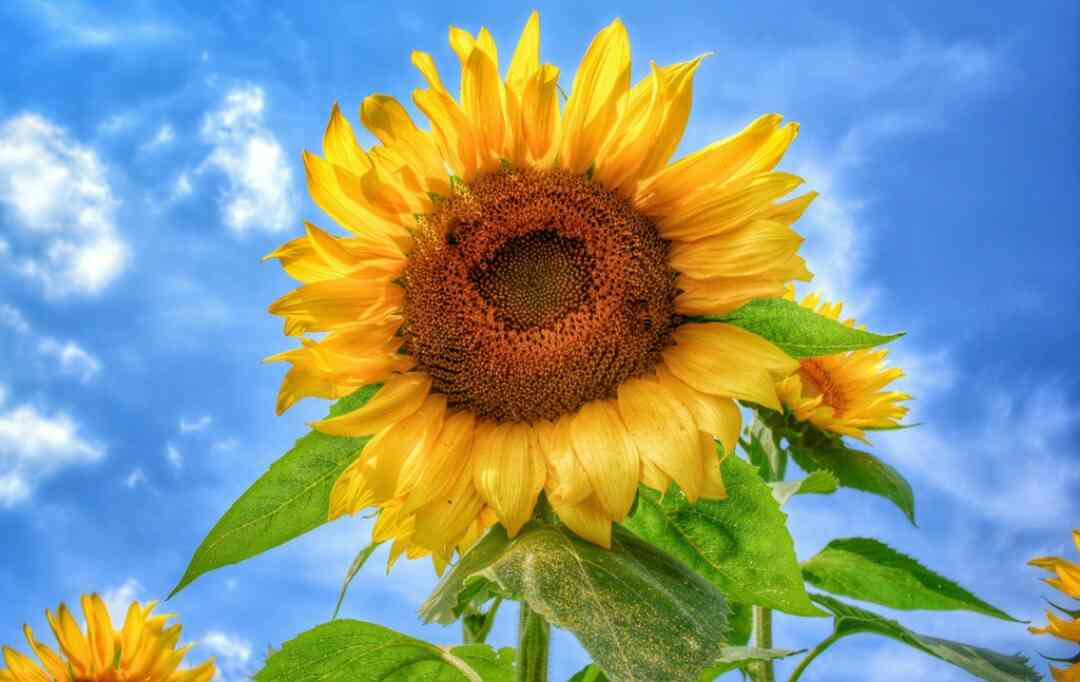 好きなお花の画像を貼るトピ