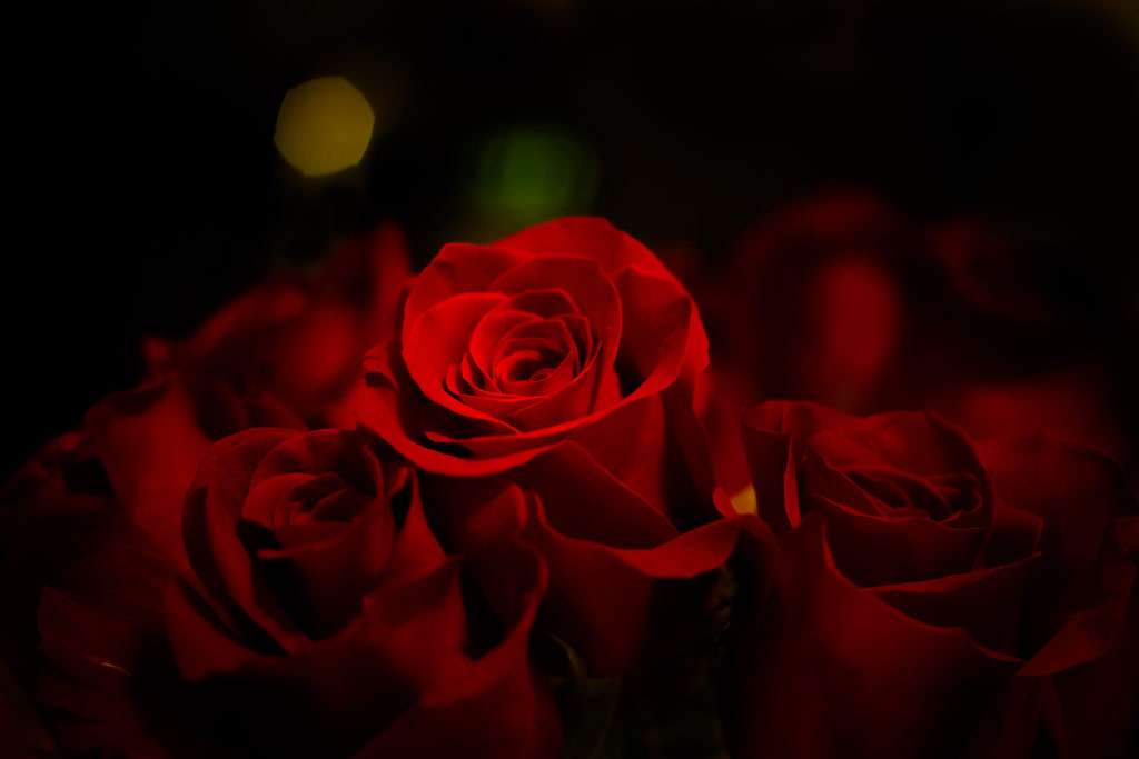 好きなお花の画像を貼るトピ