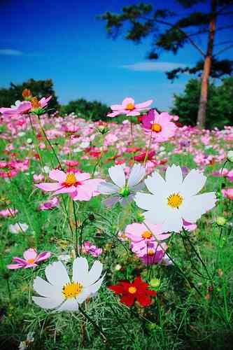 好きなお花の画像を貼るトピ