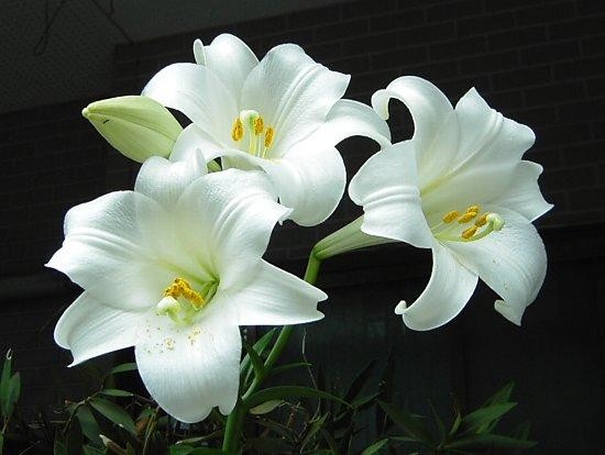 好きなお花の画像を貼るトピ