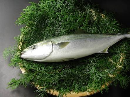 魚捌けますか?
