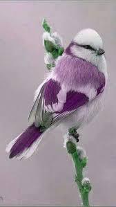 紫色が好きな人の集まるトピ
