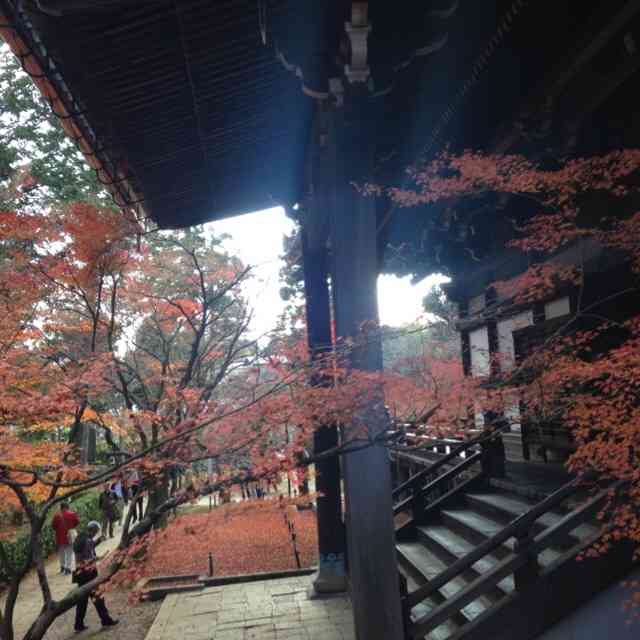 日本庭園に癒されるトピ