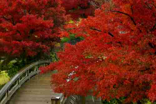 日本庭園に癒されるトピ