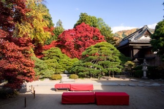 日本庭園に癒されるトピ