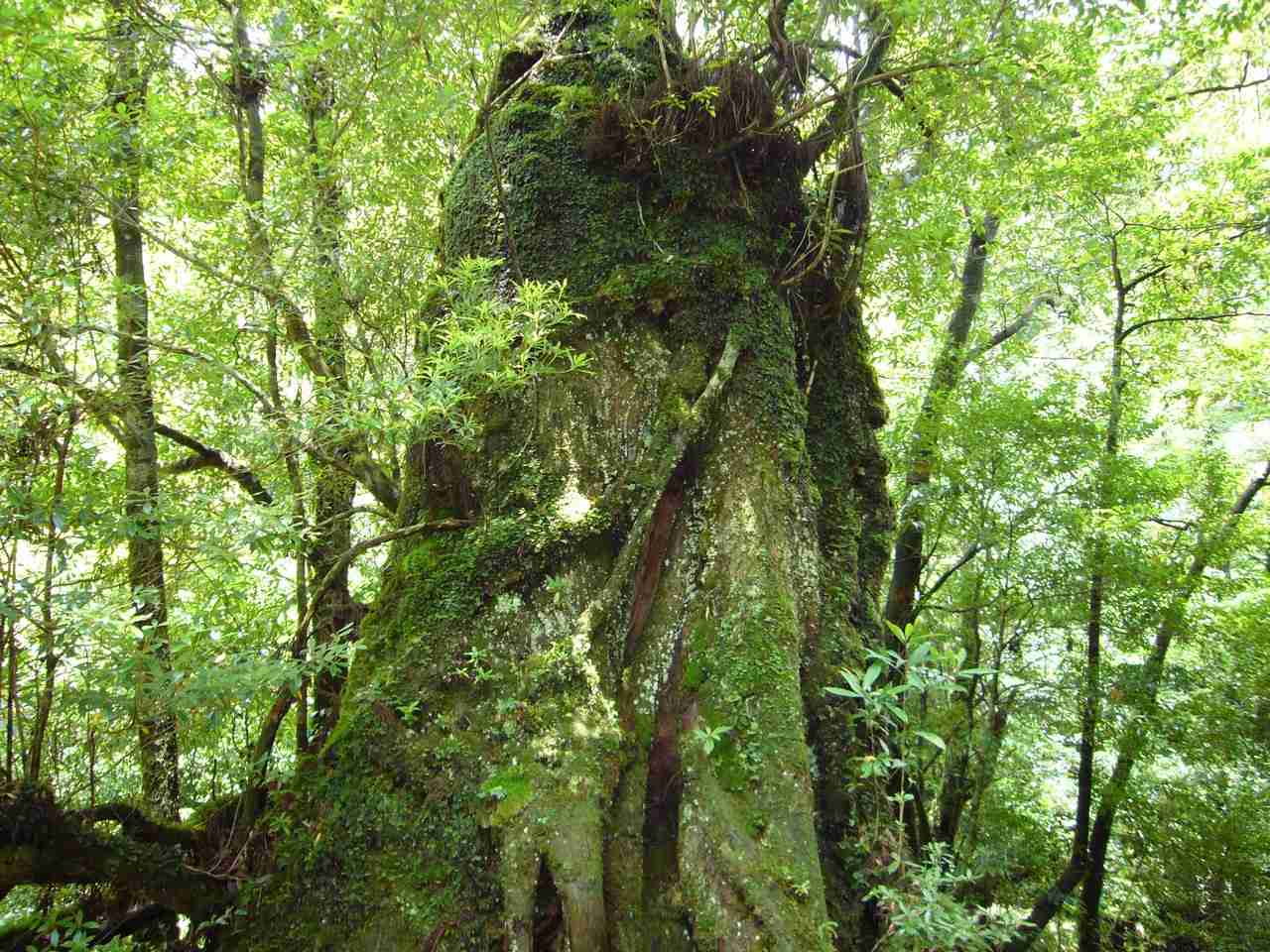 緑色で癒されよう