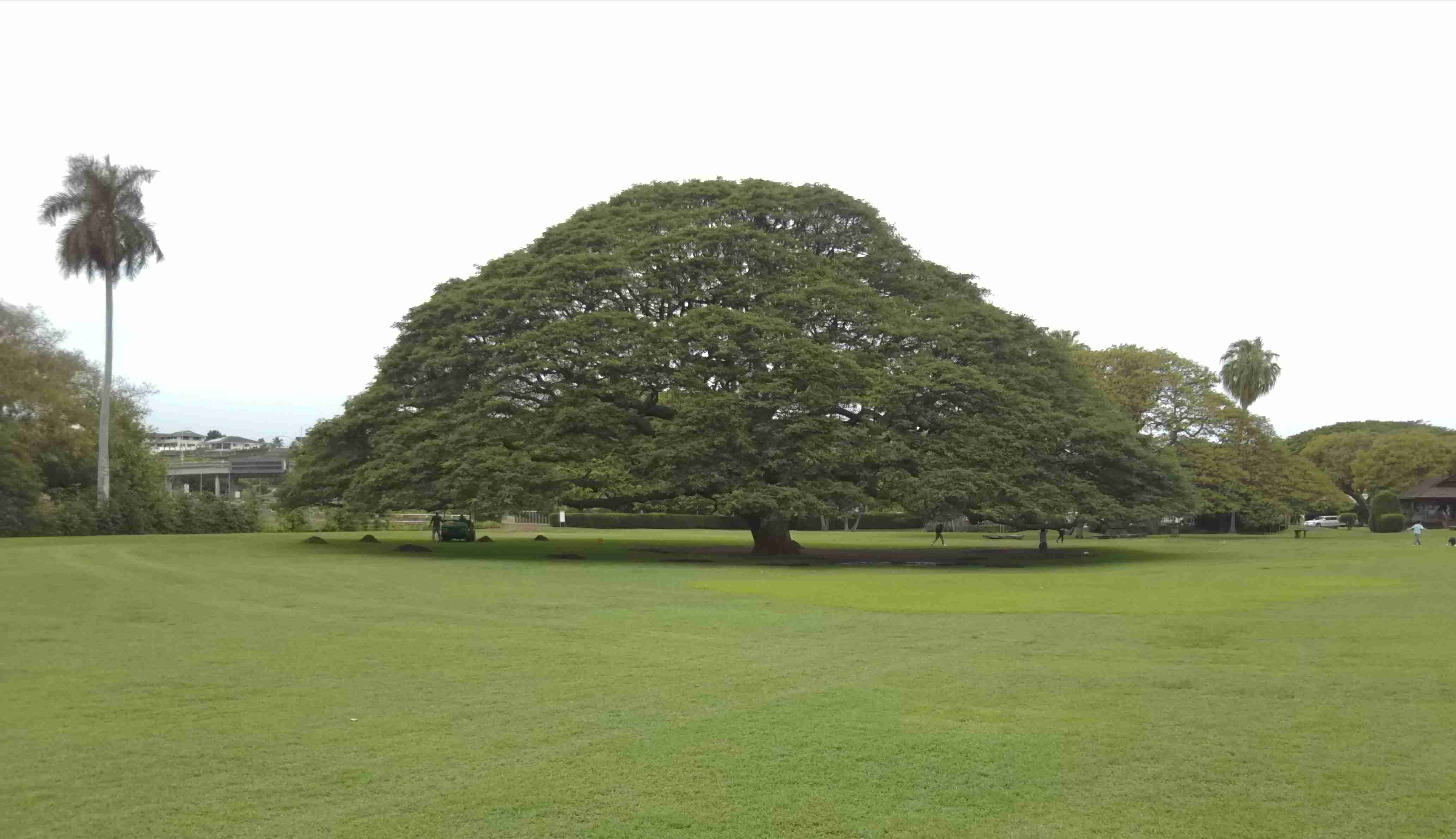 緑色で癒されよう