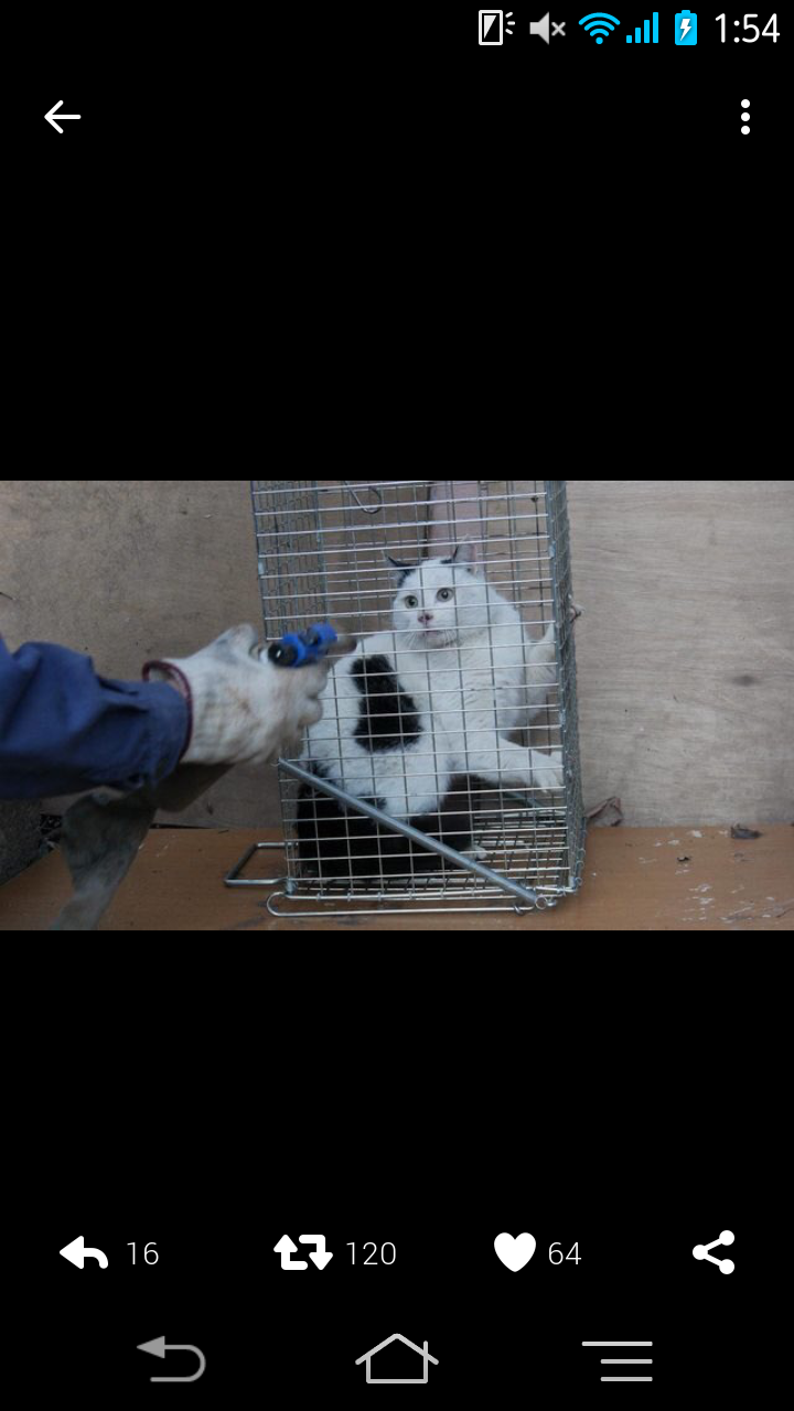 猫殺した容疑者に懲役刑を ３万７千人分の署名集まる ガールズちゃんねる Girls Channel