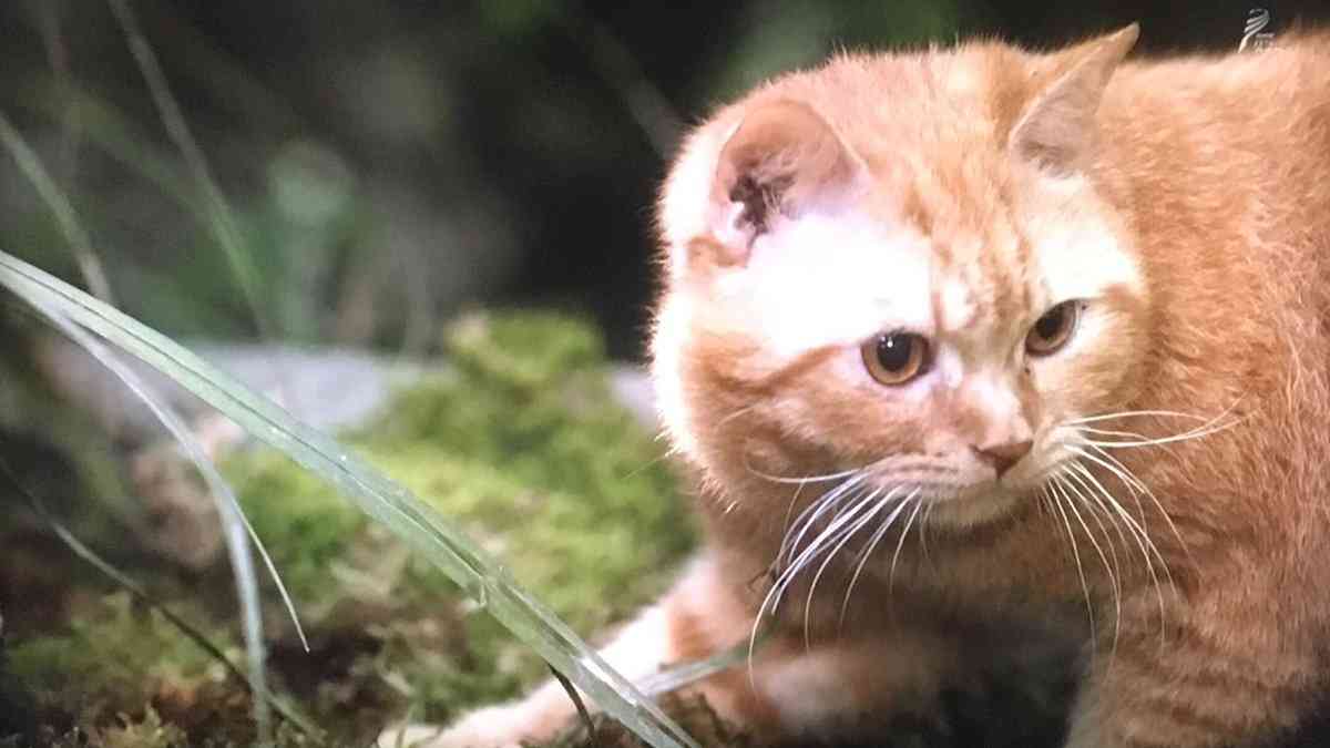【実況・感想】おんな城主 直虎(38)「井伊を共に去りぬ」