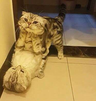 色んな意味で切なくなる画像を下さい